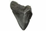 Bargain, Fossil Megalodon Tooth - South Carolina #339292-1